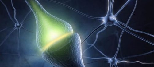 El procedimiento de la sinapsis.