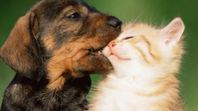 Cani a gatti al sicuro la notte di San Silvestro