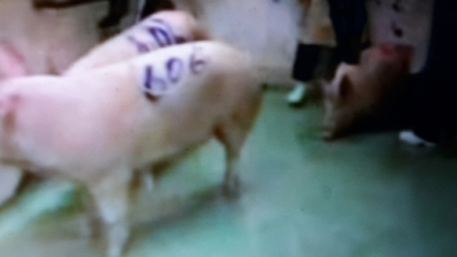 Maiali in attesa di 'esecuzione'