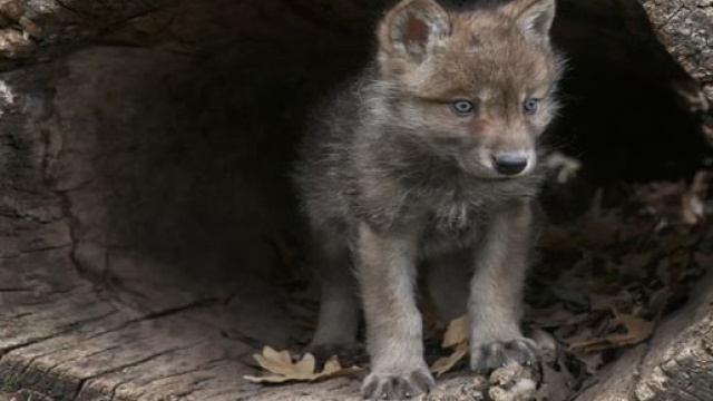 l'origine del cane: una scoperta interessante