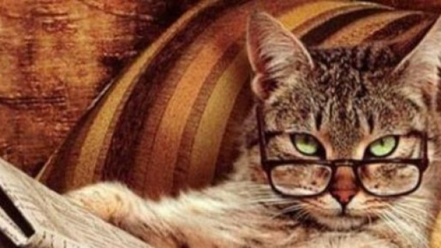 Gatto con gli occhiali con giornale