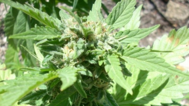 Cannabis, legale da gennaio 2014 in Colorado