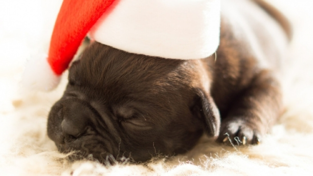 Cani e gatti in sicurezza per le Feste 2015