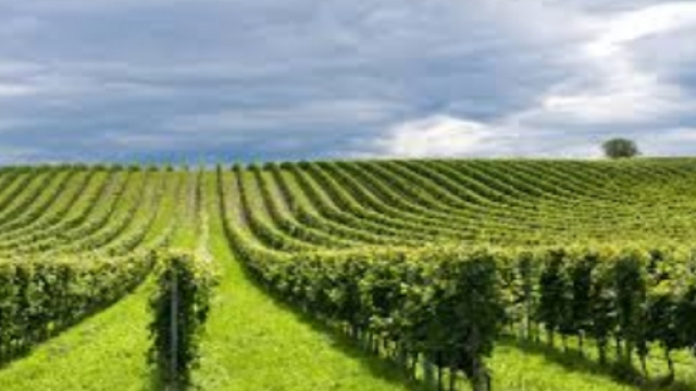 Aiuti in agricoltura e zootecnia dalla Stabilit&agrave;