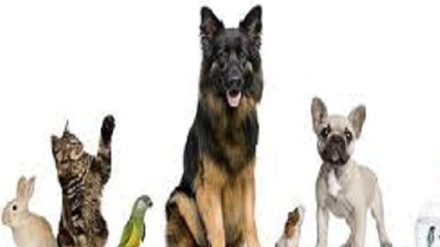 Animali domestici non pignorabili