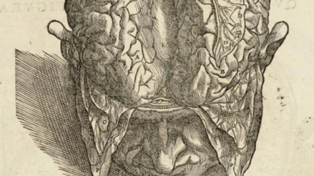 un'illustrazione del trattato di Andrea Vesalio