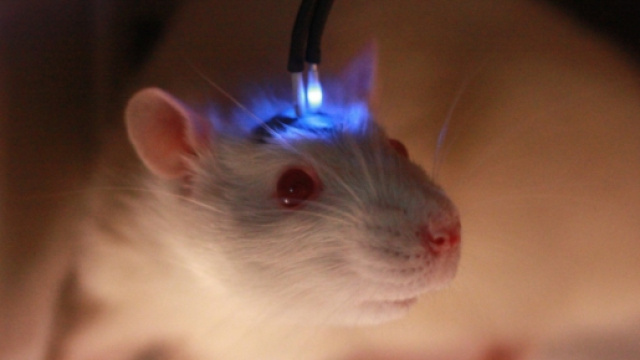 Ratto durante un esperimento di optogenetica