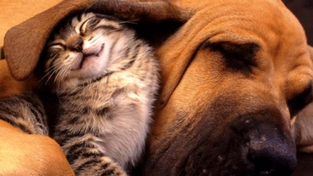 Fuochi di fine anno pericolosi per cani e gatti?