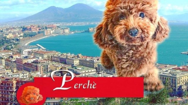 Il cagnolino di Ilenia Lazzarin Perch&egrave;