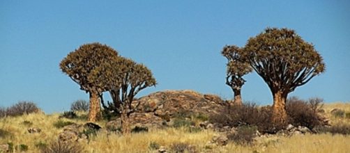 Quiver trees in Namibia. By J Flowers
