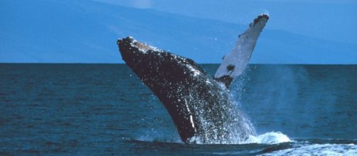 La historia de Moby-Dick llega a los cines