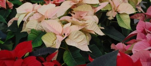 Diez cosas que no sabías sobre la flor de Nochebuena