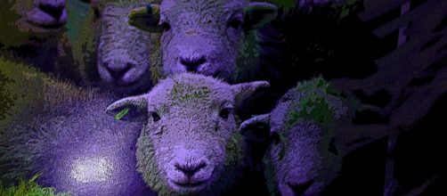 The hunt for Christmas presents go on