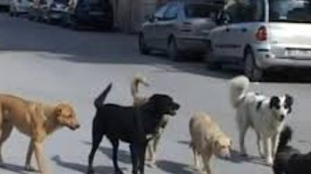 Un gruppo di randagi ha aggredito un uomo a Ragusa