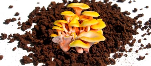 Distintos usos del poso de caf&eacute;