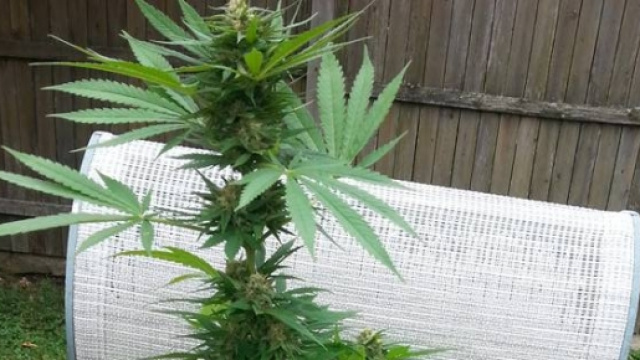 Una piantina di cannabis, tutt'ora illegale