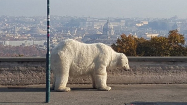 L'orso bianco dell'associazione Greenpeace