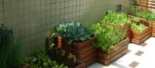 Huerta en cajones de madera