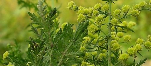 Planta de Artemisa Annua contra la Hepatitis C