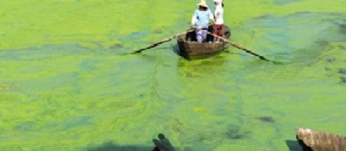 Polui&ccedil;&atilde;o por eutrofiza&ccedil;&atilde;o