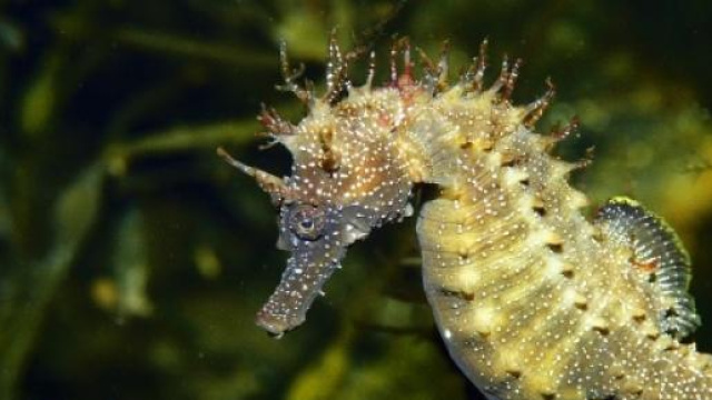 Hippocampe esp&egrave;ce menac&eacute;e