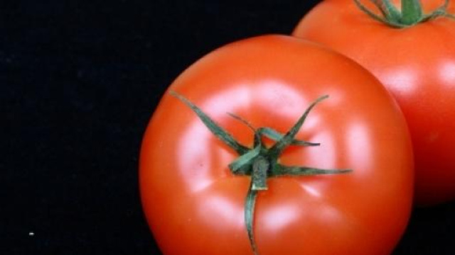 A Pisa nasce il primo pomodoro SuperBio