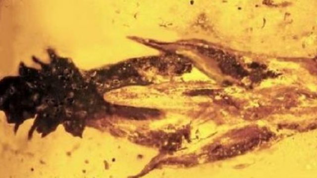 Il fungo allucinogeno dei dinosauri