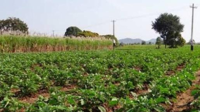 IMU terreni agricoli 2015