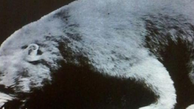 Sar&agrave; davvero un orso l'assassino del ghiaccio?