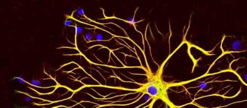 El cerebro es un dispositivo electromagn&eacute;tico