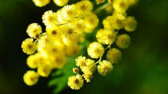 Festa della Donna 8 marzo 2015