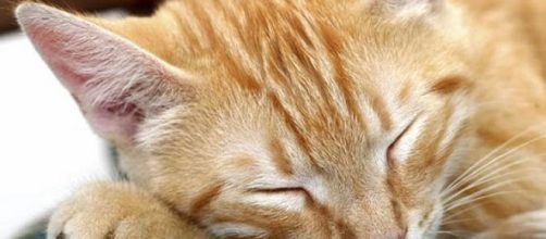 Animais merecem nosso carinho e respeito