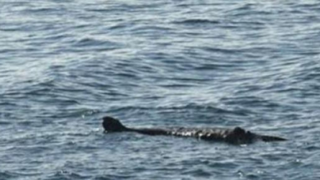 Mostro marino avvistato vicino le coste inglesi? 