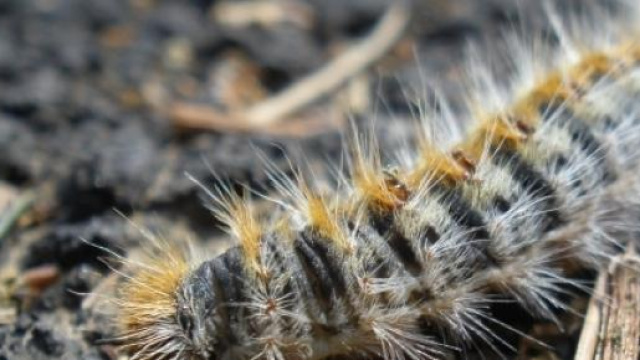 Immagine ingrandita della temibile processionaria