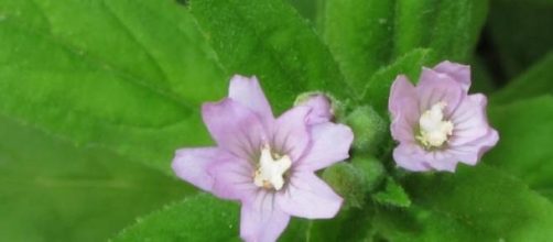 Epilobio el precioso aliado de tu pr&oacute;stata