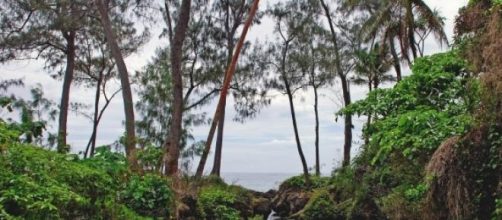 Vanuatu : a stream on the Island of Efate