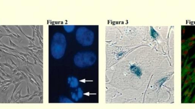 Fasi di studio secondo i punti riportati nel testo