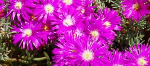 Las proteinas FT y FD se combinan para florar