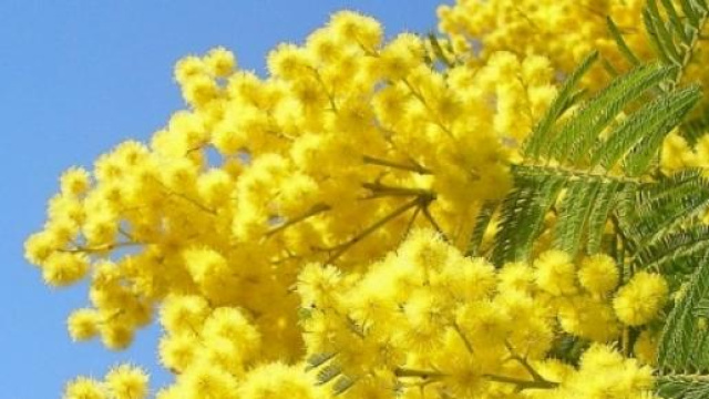 Festa della donna 2015: ecco frasi e dediche