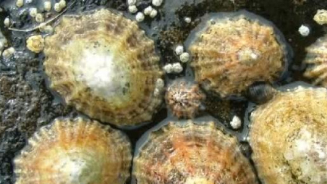 Denti della patella materiale pi&ugrave; forte in natura