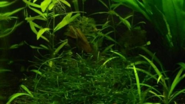 Un nano aquarium bien plant&eacute;