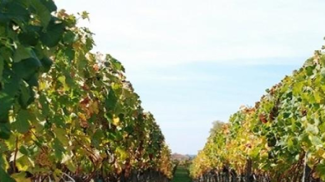 Suggestiva immagine d'un vigneto autunnale.