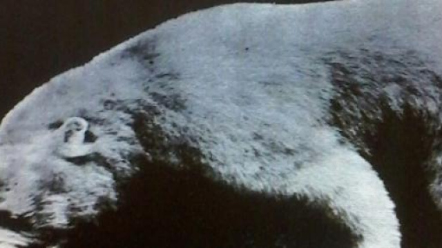 l'orso polare di Fortitude