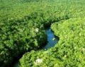 Terra tem apenas duas florestas gigantes preservadas: Amazônia e Congo