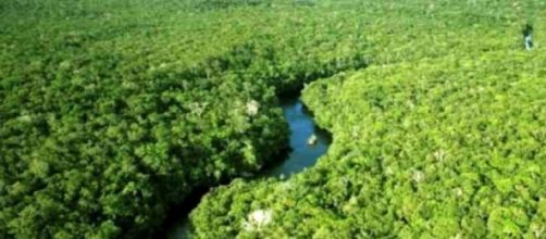 Floresta amaz&ocirc;nica uma das duas preservadas