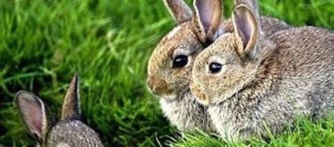 Why you should celebrate Easter next weekend.