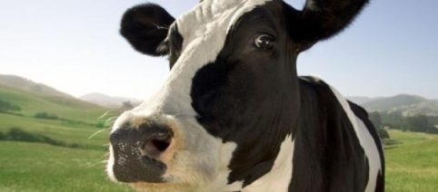 Maharashtra, India, bans beef - 5 years jail and Rs 10,000 fine for possession or sale