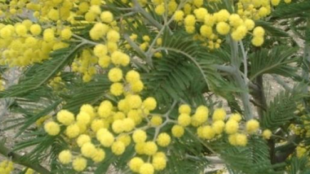 Festa della donna, 8 marzo