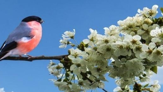 Meteo inizio primavera 2015 a marzo ancora freddo 