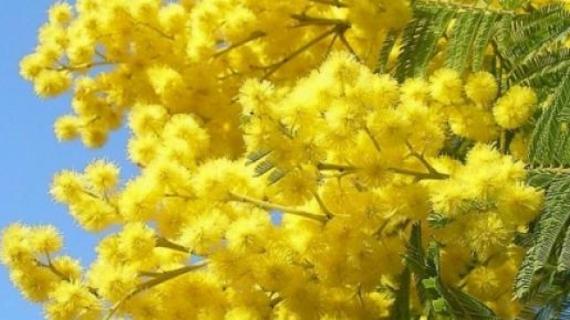 Frasi Festa della donna 2015: dediche romantiche